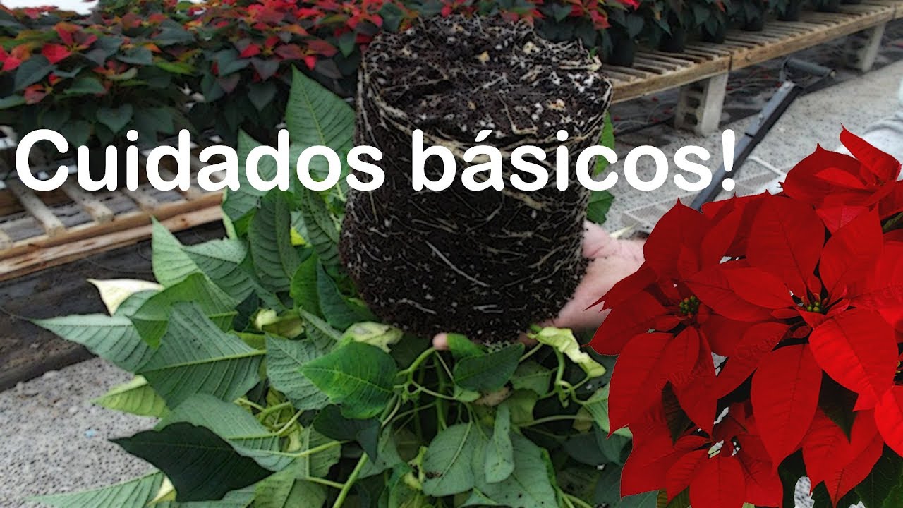 Cómo cuidar una planta de pascua para que dure todo el año | Huerto Urbano