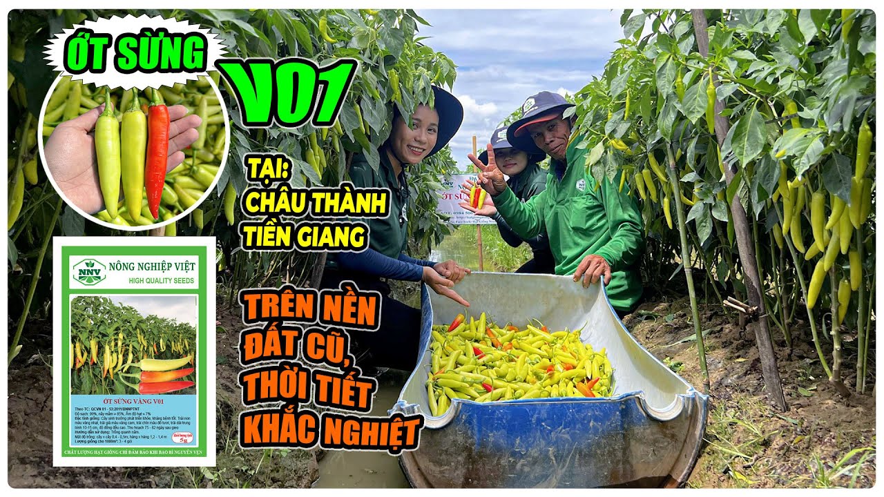 ỚT SỪNG V01 TRỒNG TRONG ĐIỀU KIỆN THỜI TIẾT KHẮC NGHIỆT, TRÊN NỀN ĐẤT CŨ TẠI CHÂU THÀNH TIỀN GIANG