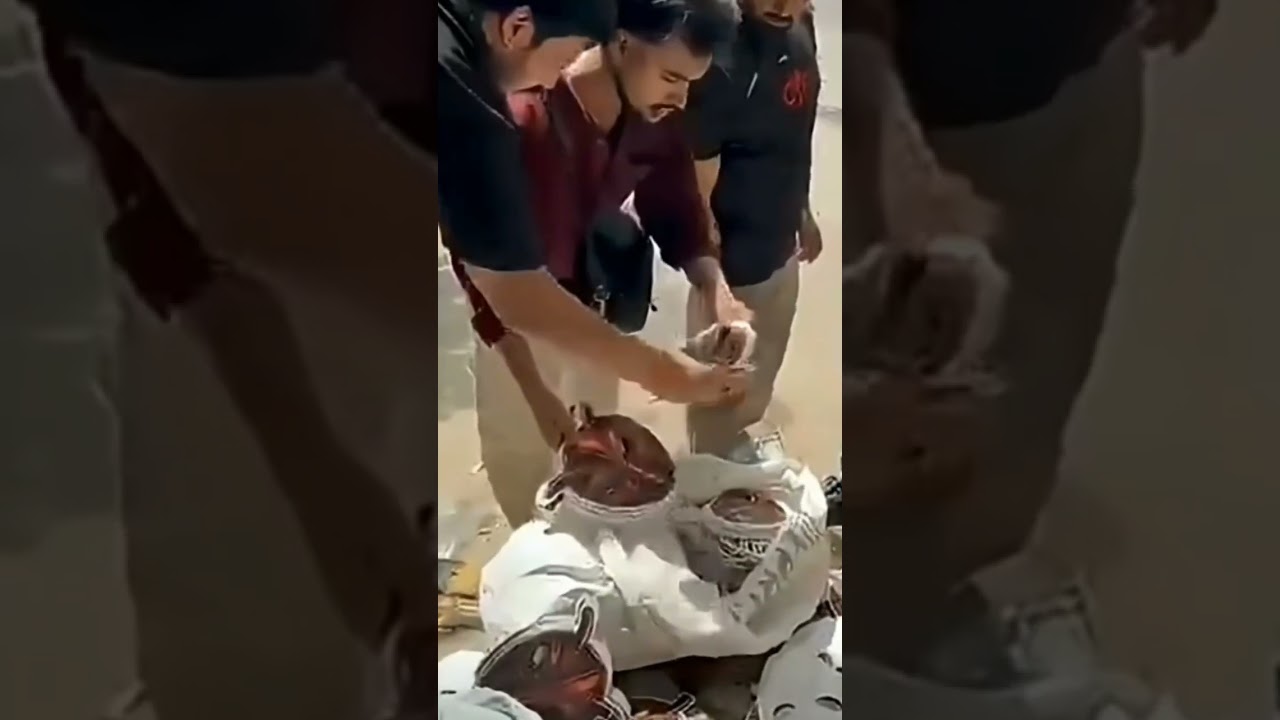 cockroach face mask distribution at protest.