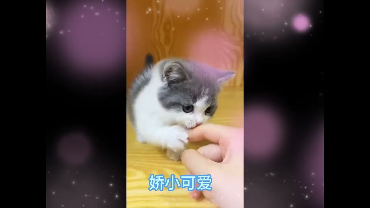 猫咪搞笑瞬间-#萌宠 #萌寵 #搞笑 #爆笑 #搞笑视频  #CutePets #AdorablePets #Funny #Hilarious #FunnyCompilation