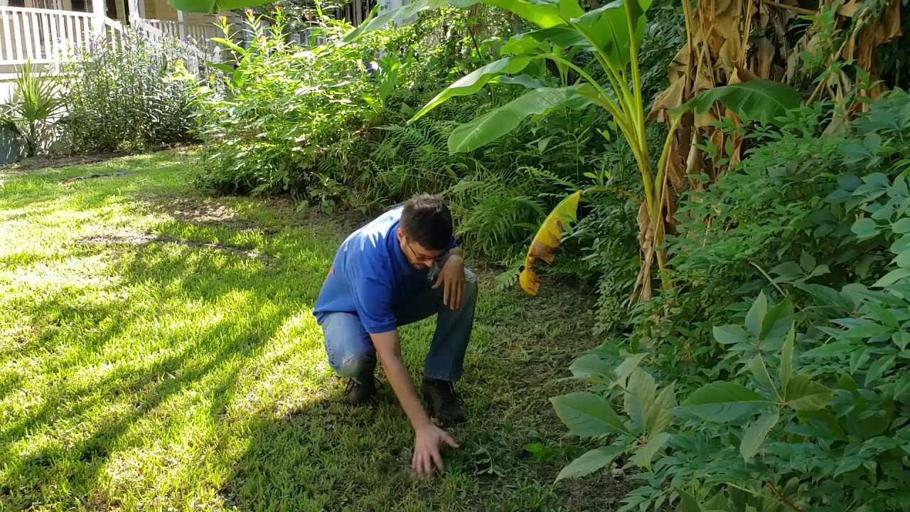 Home Flea Treatment Outdoor Spraying
