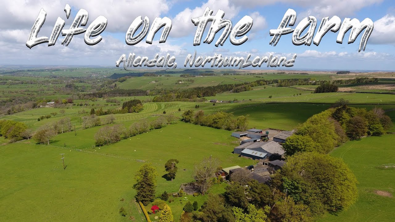 A year on the farm - HIGH STUDDON and PARK GATES