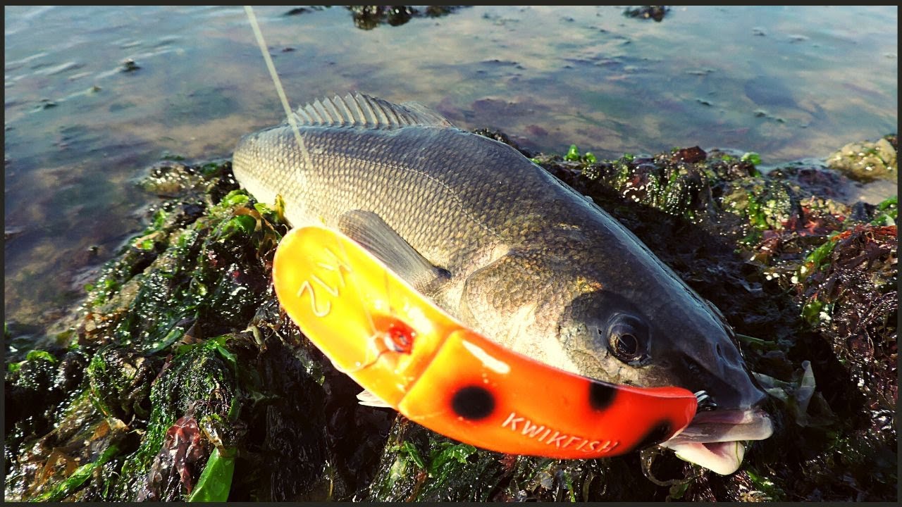 Pesca de Robalo Patagónico con señuelo y Pesca de Pejerrey en Bahía Cracker - Chubut - Argentina