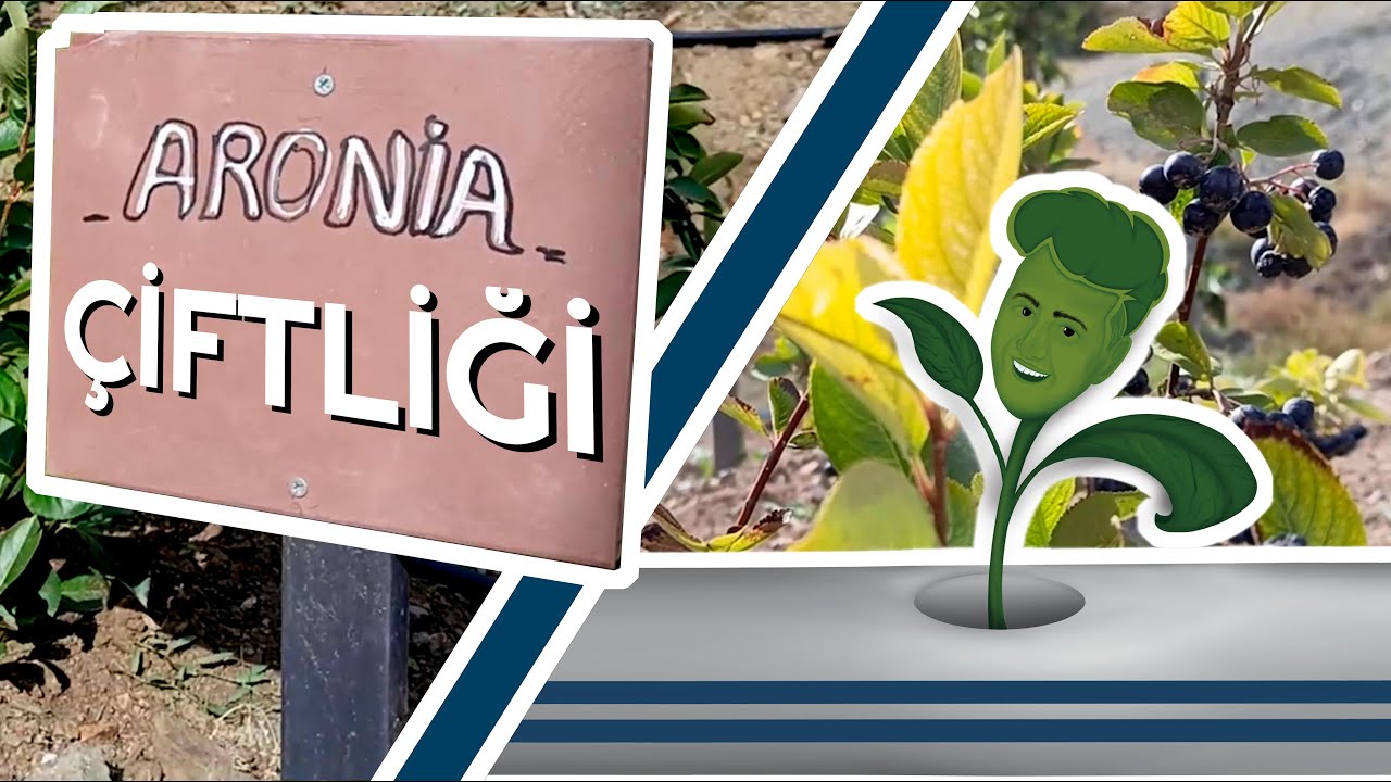 Ankara'nın Aromatik Bitki Cennetini Ziyaret Ettik