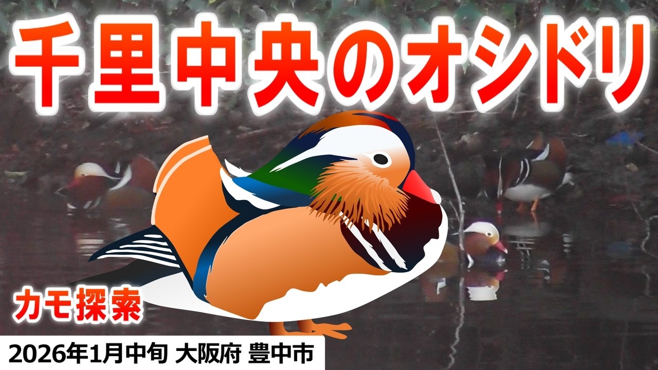 2026年1月中旬 カモ探索 千里中央公園（オシドリ、マガモ、キンクロハジロ、ホシハジロ）