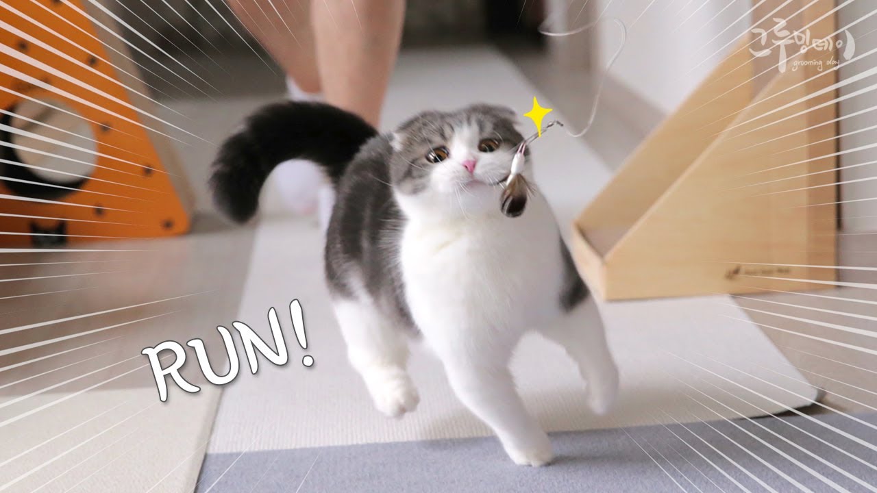 우다다 뛰며 냥펀치 날리는 먼치킨 고양이