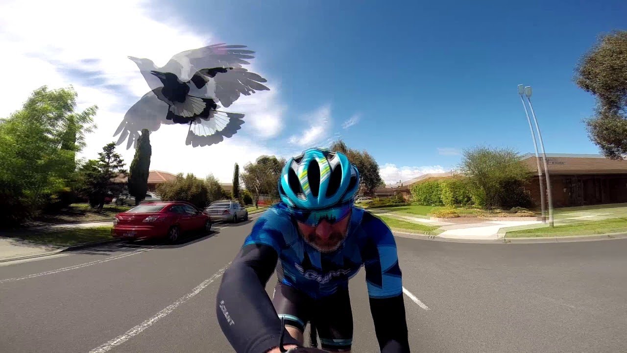 Attack of the Birds || ViralHog