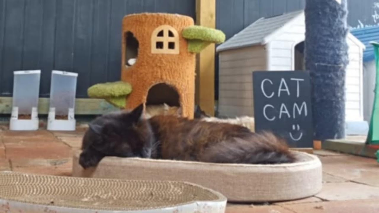 CAT CAM LIVE | My 8 Cats 🐱