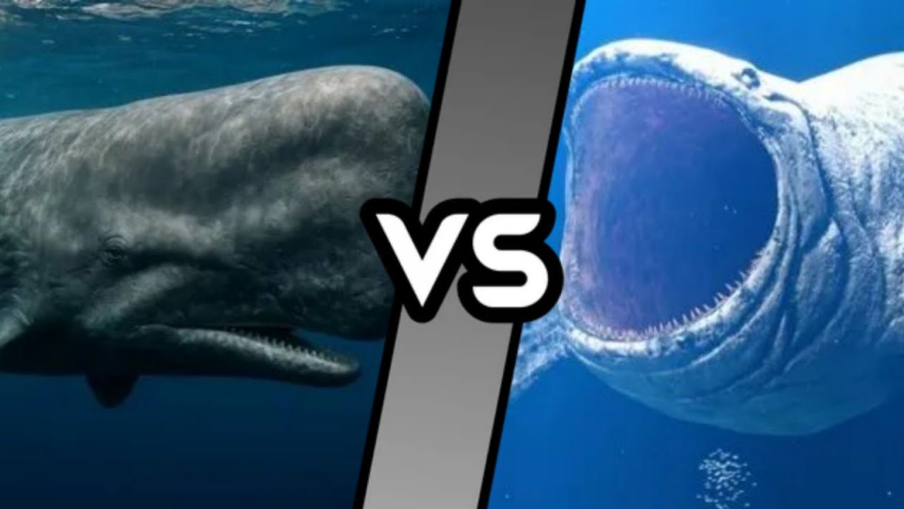 СХВАТКА! Кашалот vs Блупа - Легендарная схватка