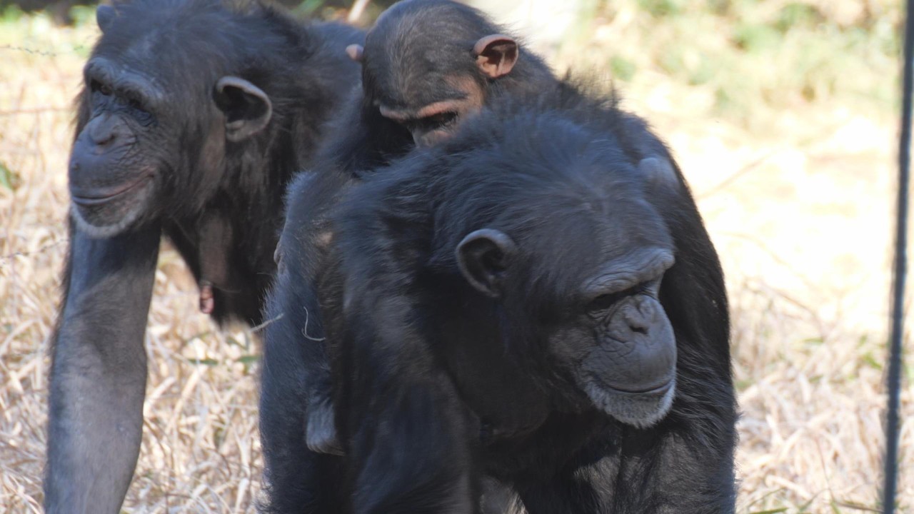 「たまには一人がいい」シジミ　多摩動物公園　チンパンジー　202602