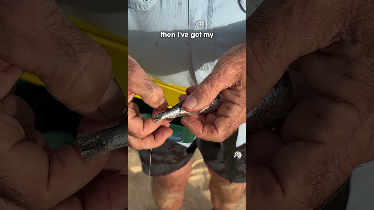 how to rig a half pilchard: GREAT BAIT! #beachfishing #fishingguide