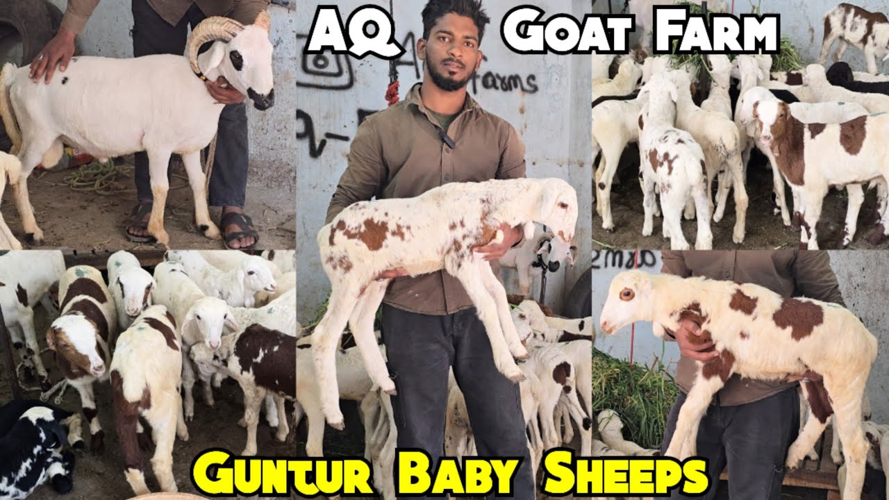 Guntur Baby Sheep Available in Hyderabad at AQ Goat Farm | White Rampuri Menda | Guntur Baby Mende