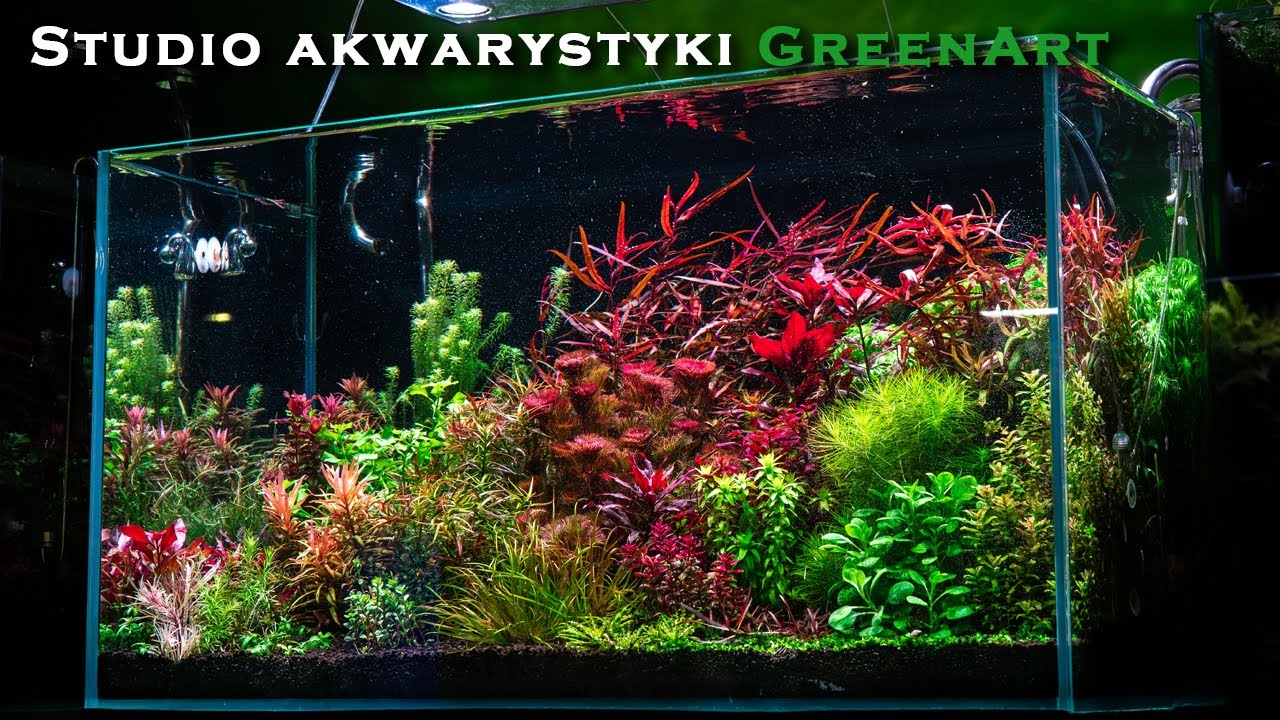 AKWARIUM ROŚLINNE BY TOMASZ JANIK - STUDIO AKWARYSTYKI GREENART!