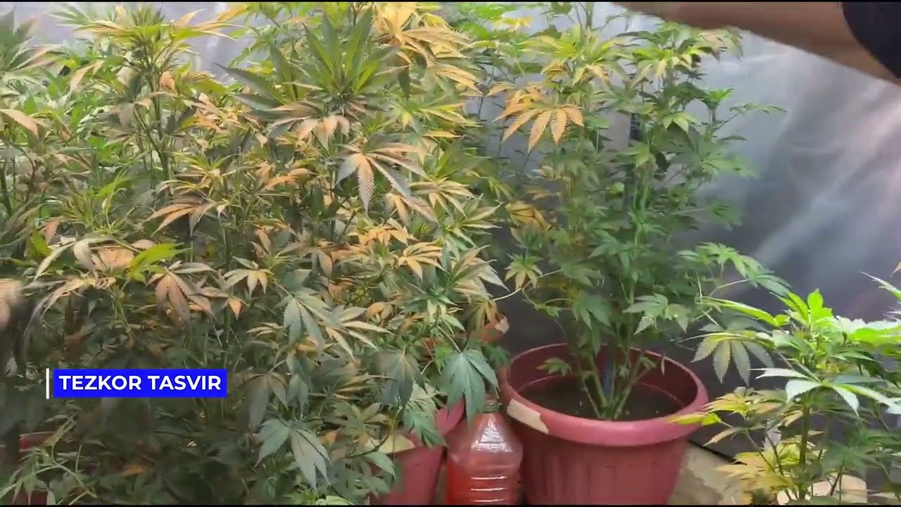 NASHA EKILGAN XONADONNI BOSISHDI