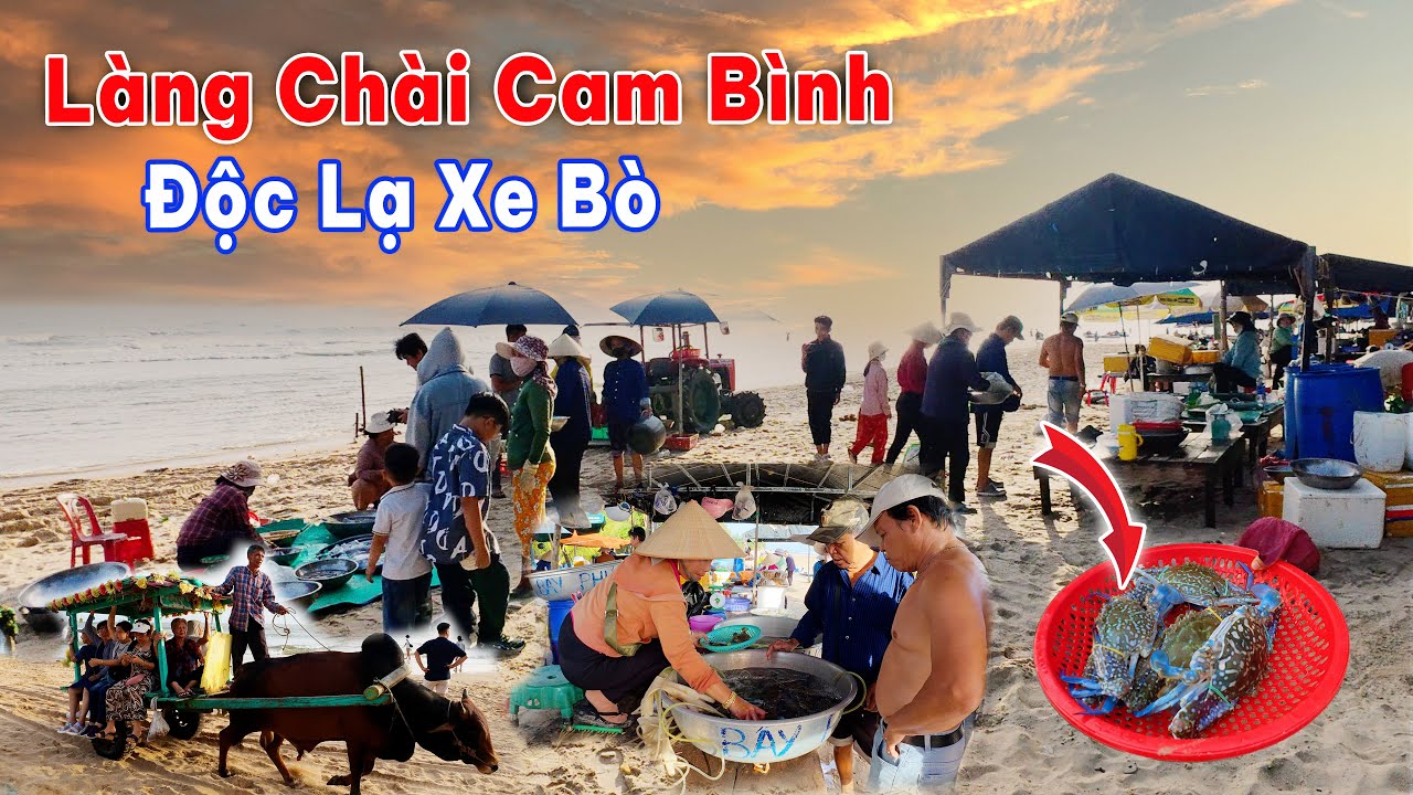#380 Độc Lạ Làng Chài Cam Bình, Du Lịch Trải Nghiệm Xe Bò Có 1 không 2 ở Bình Thuận