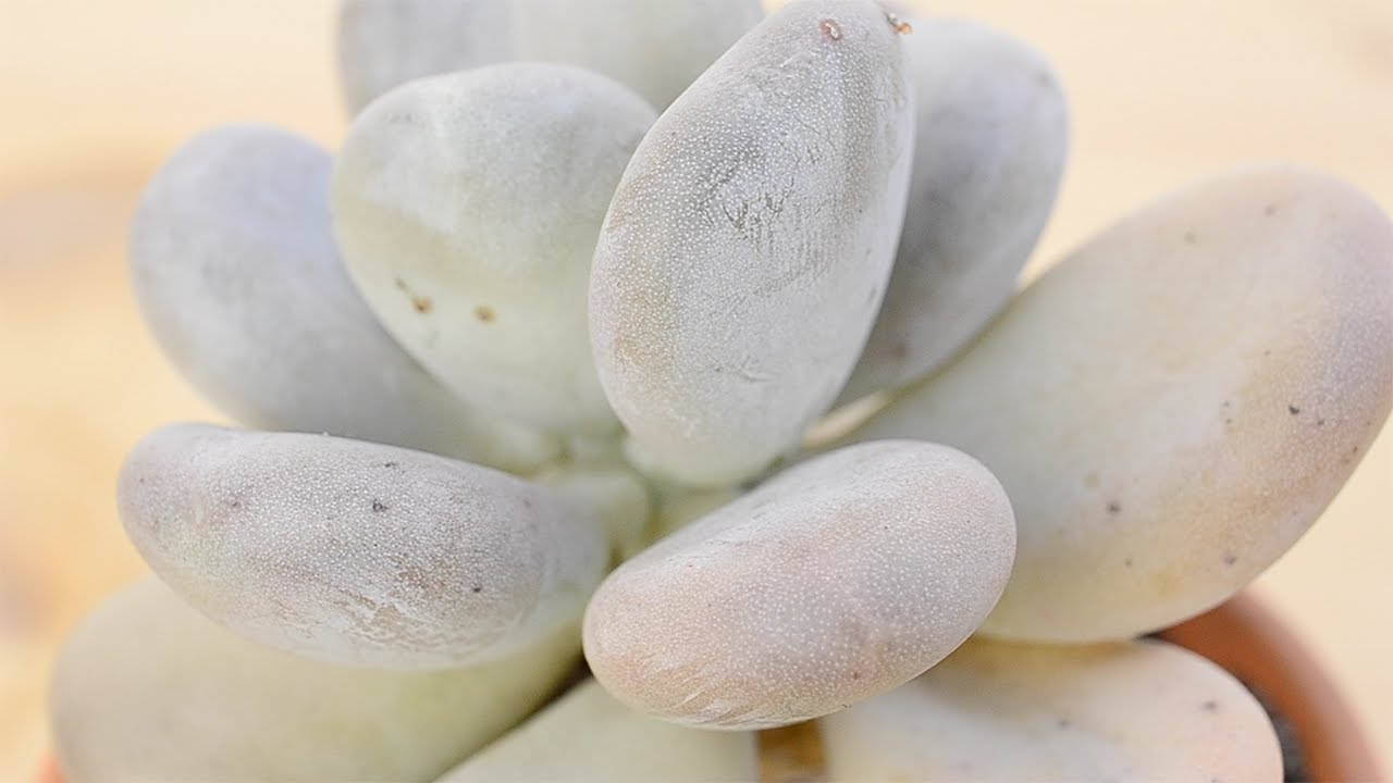 Trasplante de la suculenta Pachyphytum oviferum