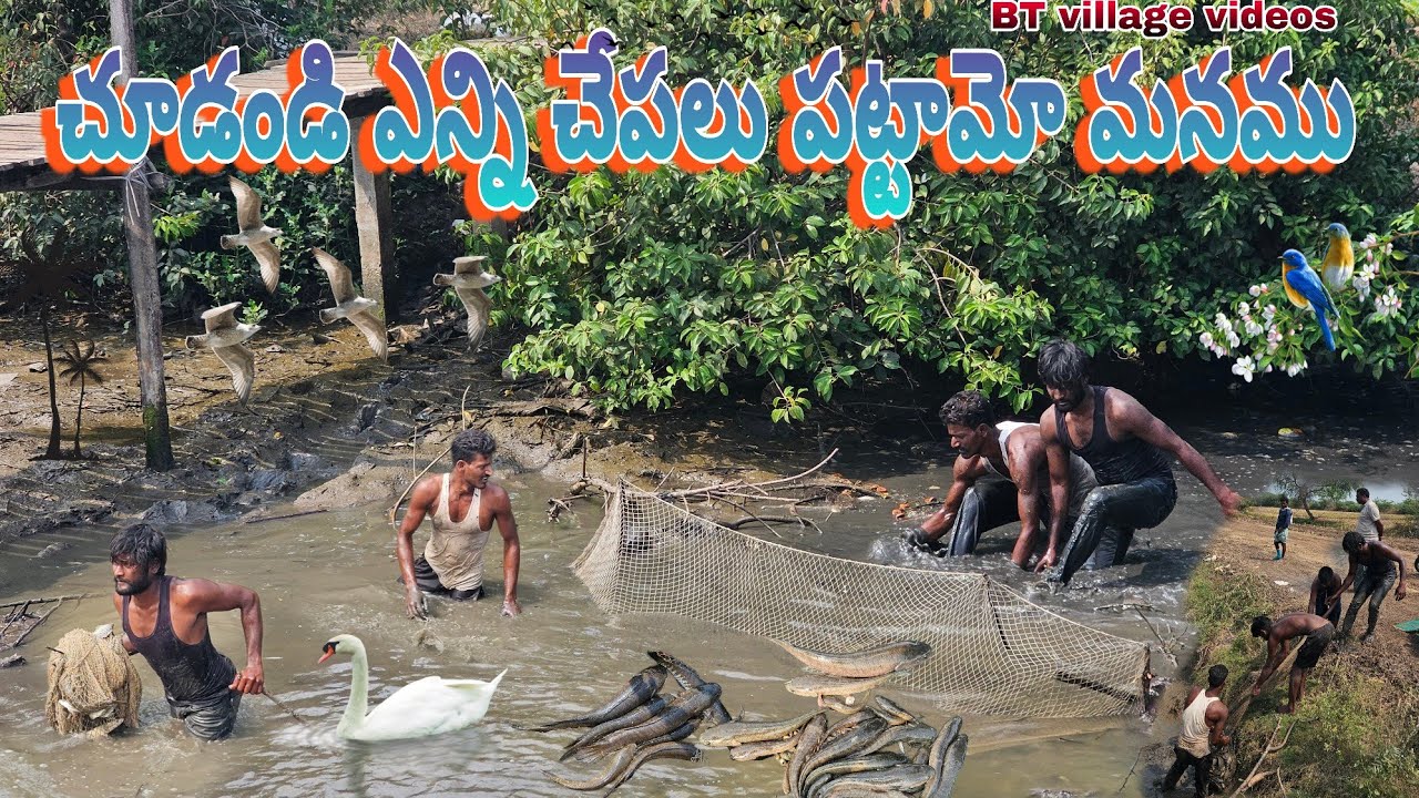 చూడండి మనం ఎన్నిచేపలు పట్టామో#fishing #fish #villagevideos #villagevlog #dryfish #hunting #rivercrab