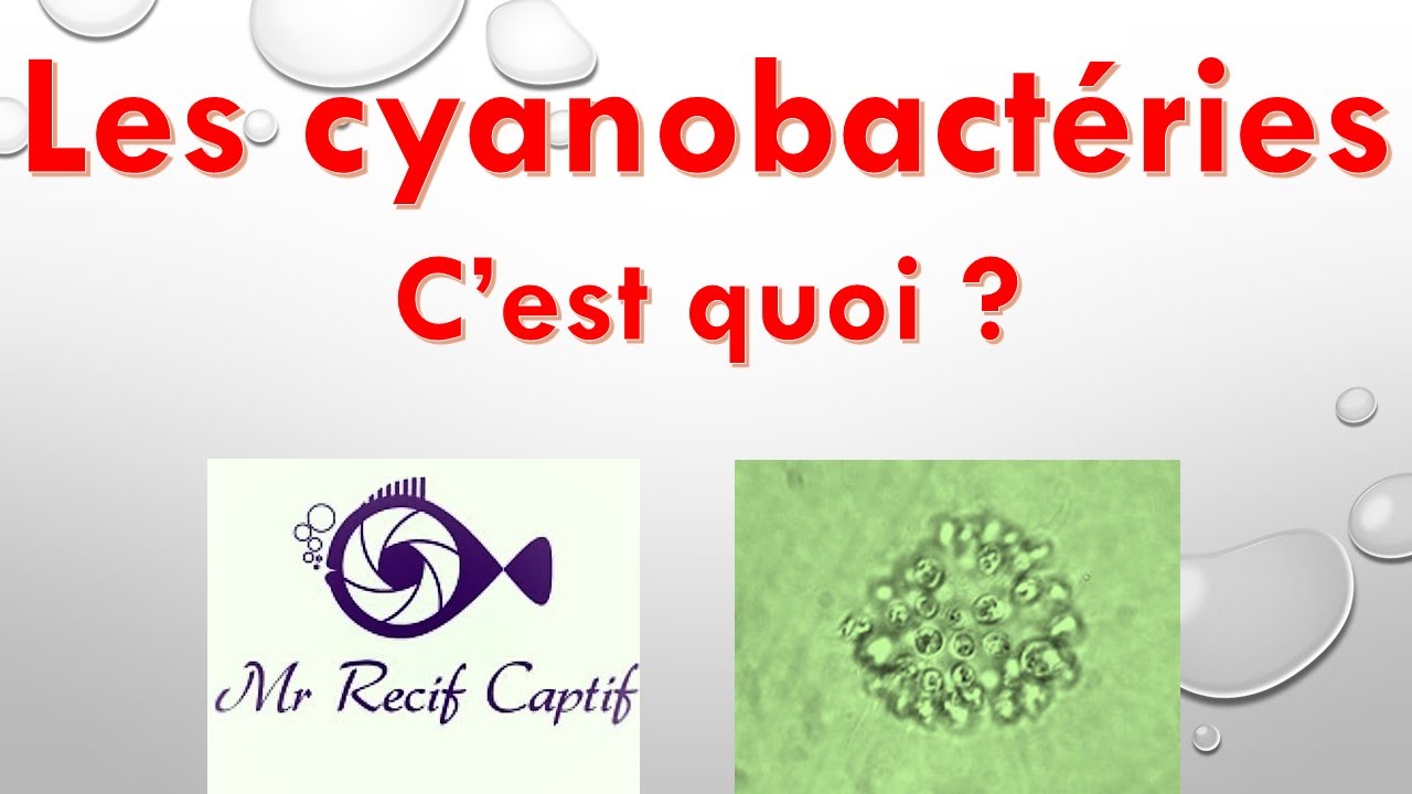La cyanobactérie 1/3 c'est quoi ? - Mr Recif Captif #80