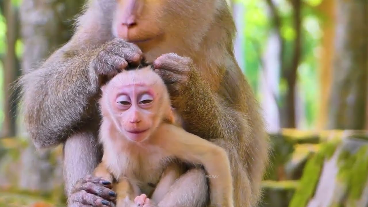 Due to Libby's intense grooming, Lily, the baby monkey, is hurt and wants to flee.💞🐒