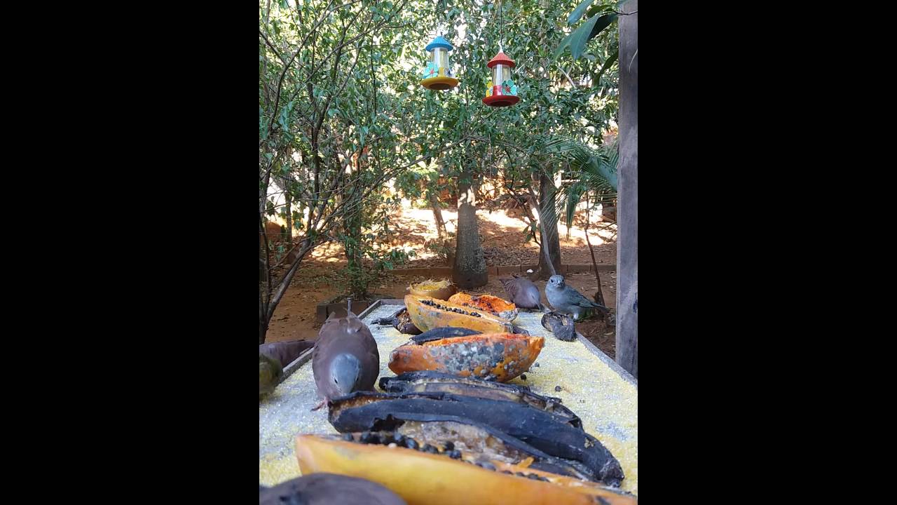 Pássaros se alimentando 5