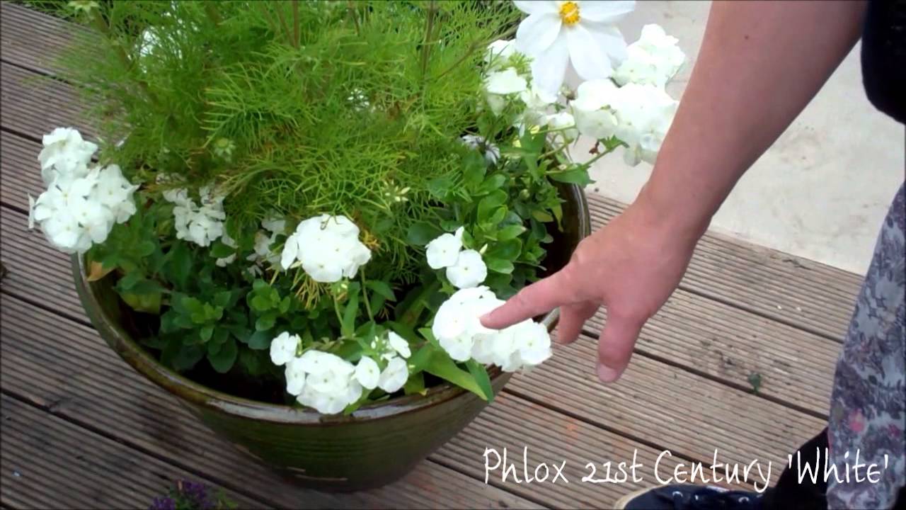 Creating beautiful summer flower containers