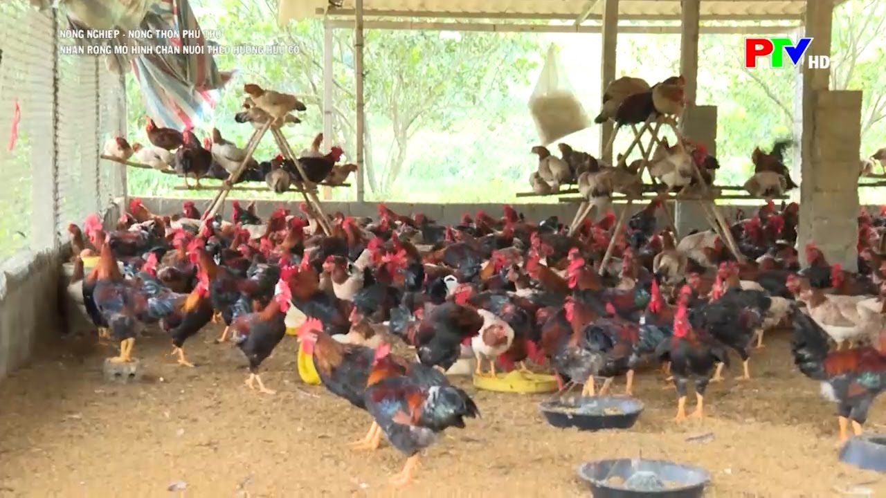làm giàu từ mô hình chăn nuôi theo hướng hữu cơ