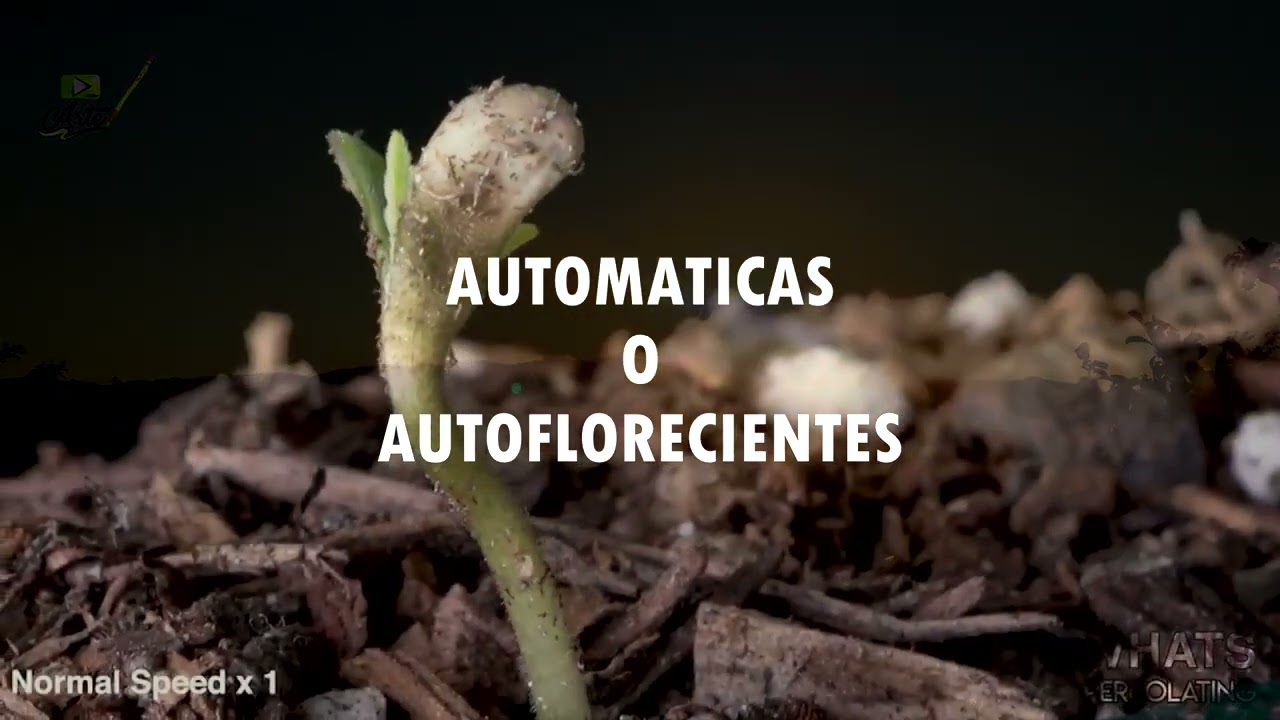 Semillas interior o exterior? Auto o foto? cannabis 420
