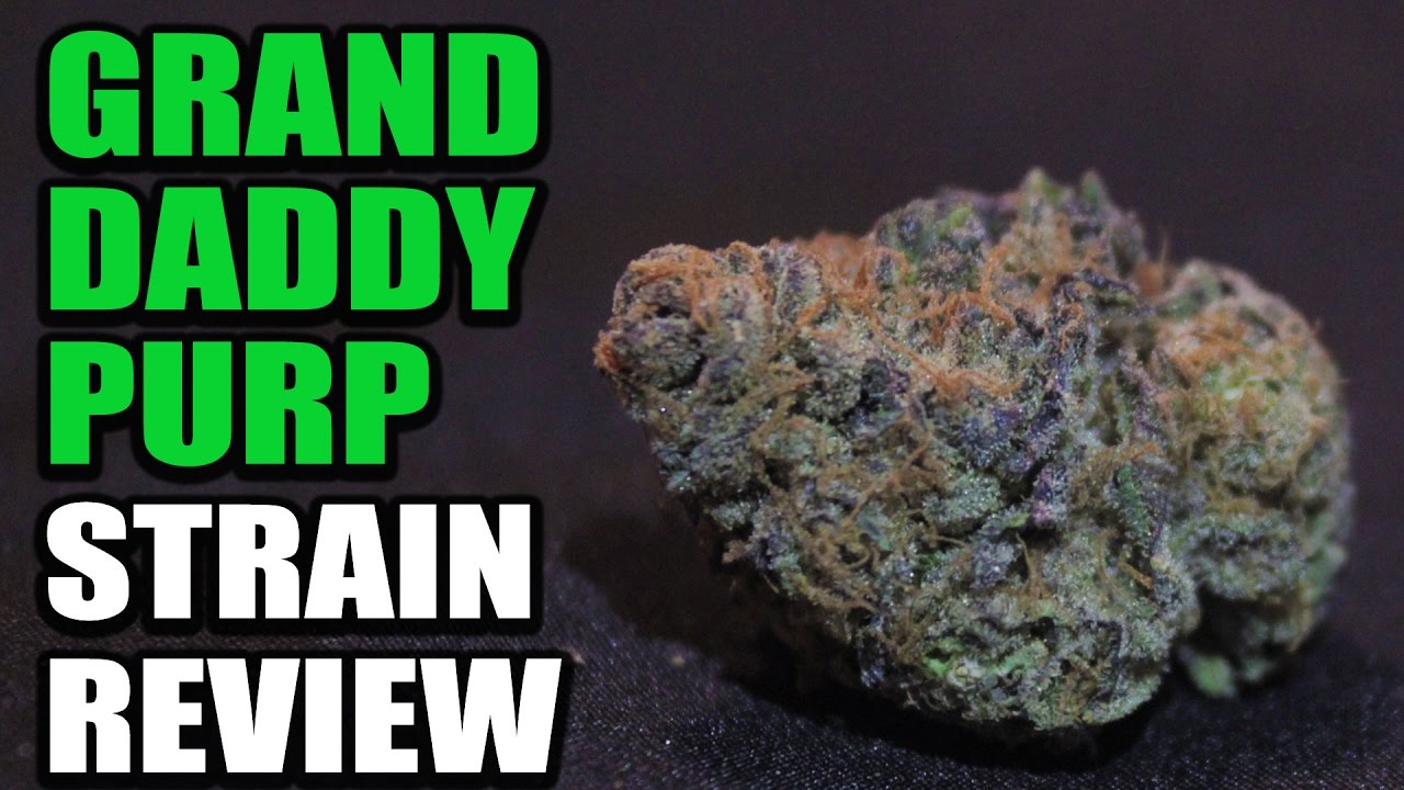 Grand Daddy Purple Strain Review (GDP) | Cannabis Lifestyle TV