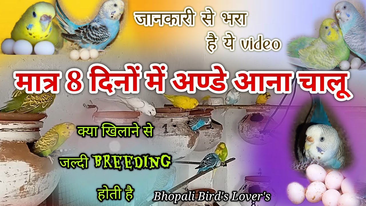 Matki lagane ke 8 din me egg// budgies breeding progress//बजरी तोतों ने 8 दिन में दिए अण्डे #birds