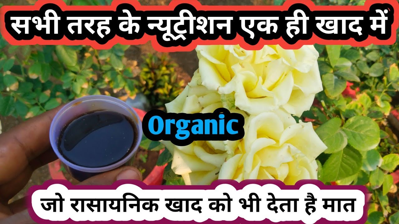 एक ही खाद में पाए 17 प्रकार के न्यूट्रीशन/Best Organic Fertilizer/Seaweed Fertilizer For All Plant