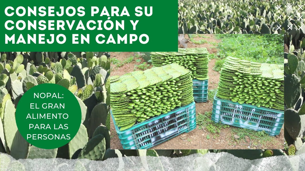 CUIDADOS DEL NOPAL DESPU&Eacute;S DEL CORTE