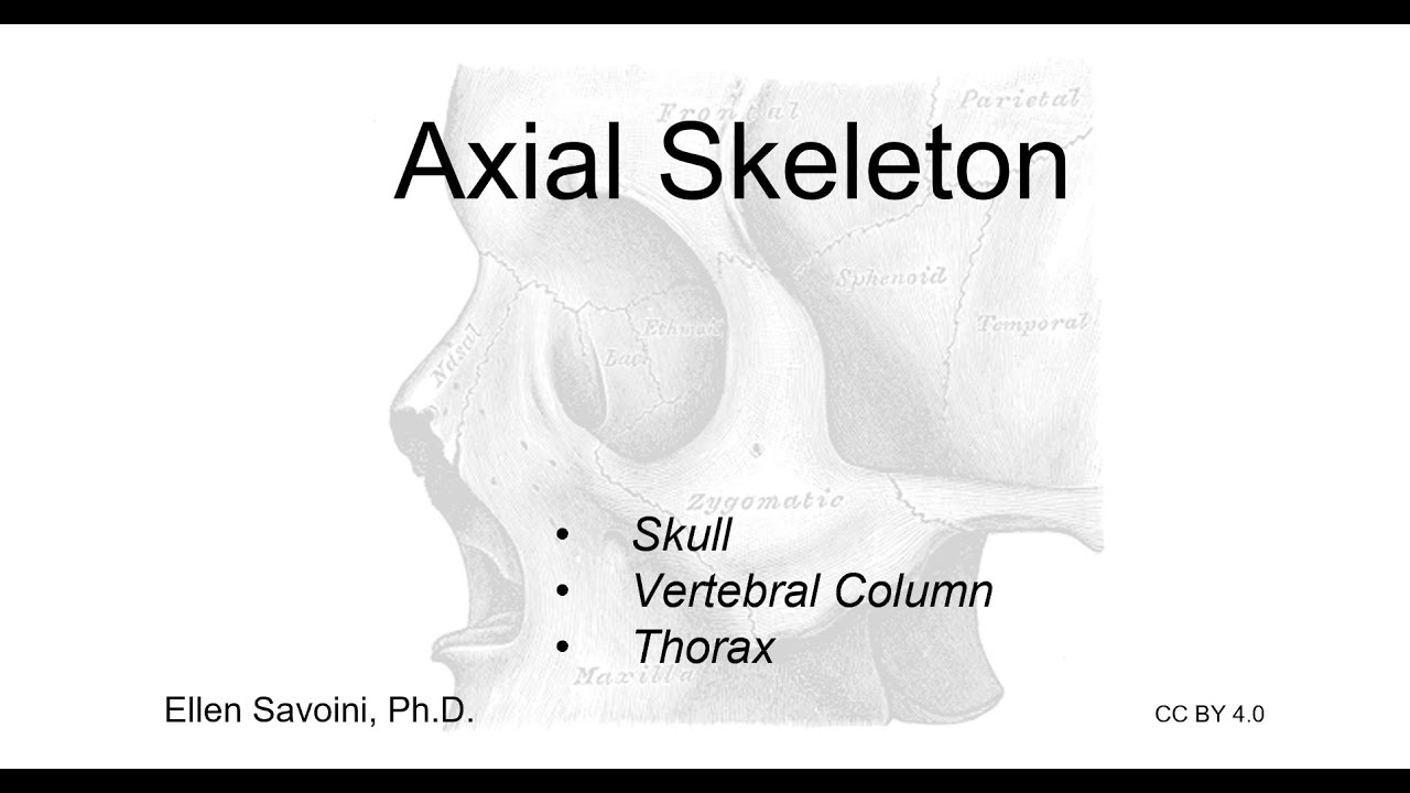 Axial Skeleton (BIO 201 Human Anatomy & Physiology I)