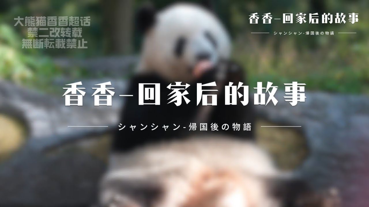 シャンシャン帰国後の物語（シャンシャン中国一般公開1周年記念動画最終完全版） #シャンシャン