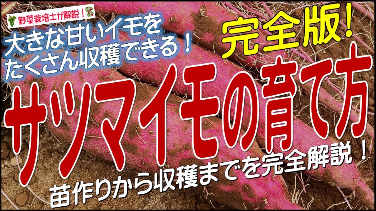 サツマイモの上手な育て方（植え付けから収穫まで完全解説）サツマイモ栽培のコツとポイントが分かる！
