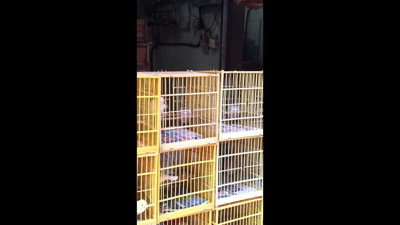雀仔街閃