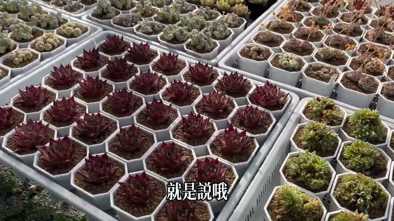 [老闆長談]多肉夏天環境光照需求長談 【 MC多肉園 】MC Succulent plant Vlog