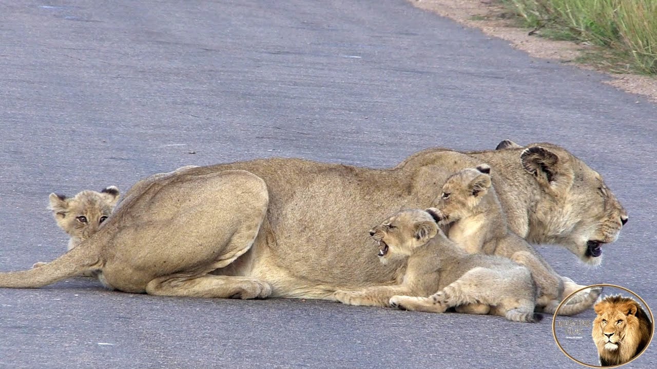 Exclusive - Meet The Lion Cubs Of Casper The White Lion And Brothers