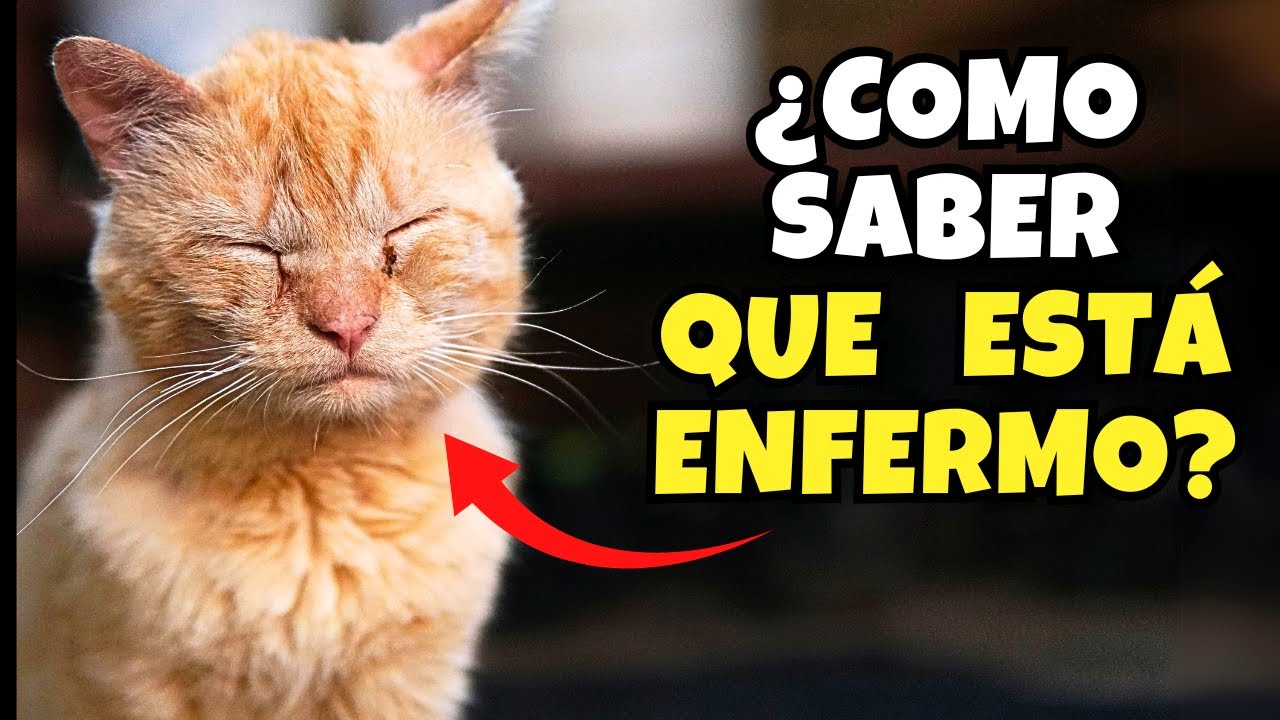 7 Se&ntilde;ales ALARMANTES Que Tu Gato Est&aacute; Enfermo