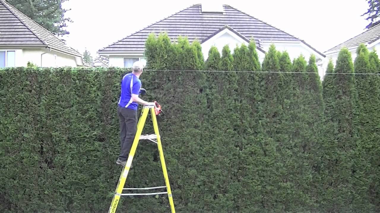 trimming cedar hedge,time lapse