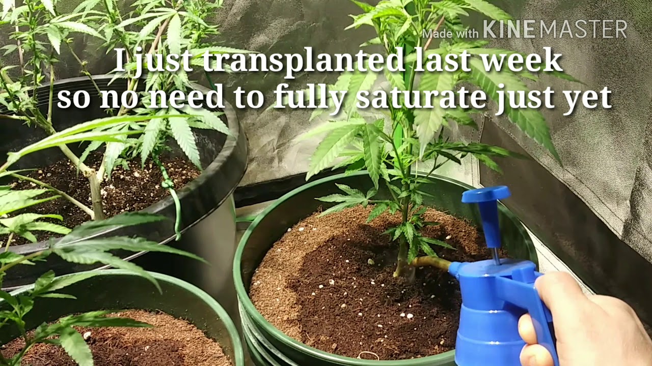 Remo nutrients! Easiest nutrients for growing weed!