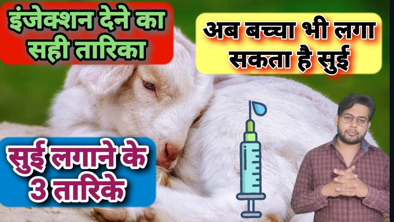 bakri ko injection kaise lagaye💉|bakri ko injection lagane ka tarika 💉| बकरी को इंजेक्शन कैसे लगाये