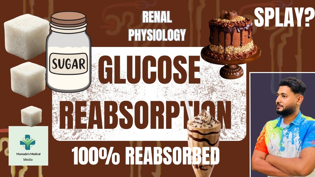 شرح | Glucose Reabsorption in the Kidney - Renal Physiology