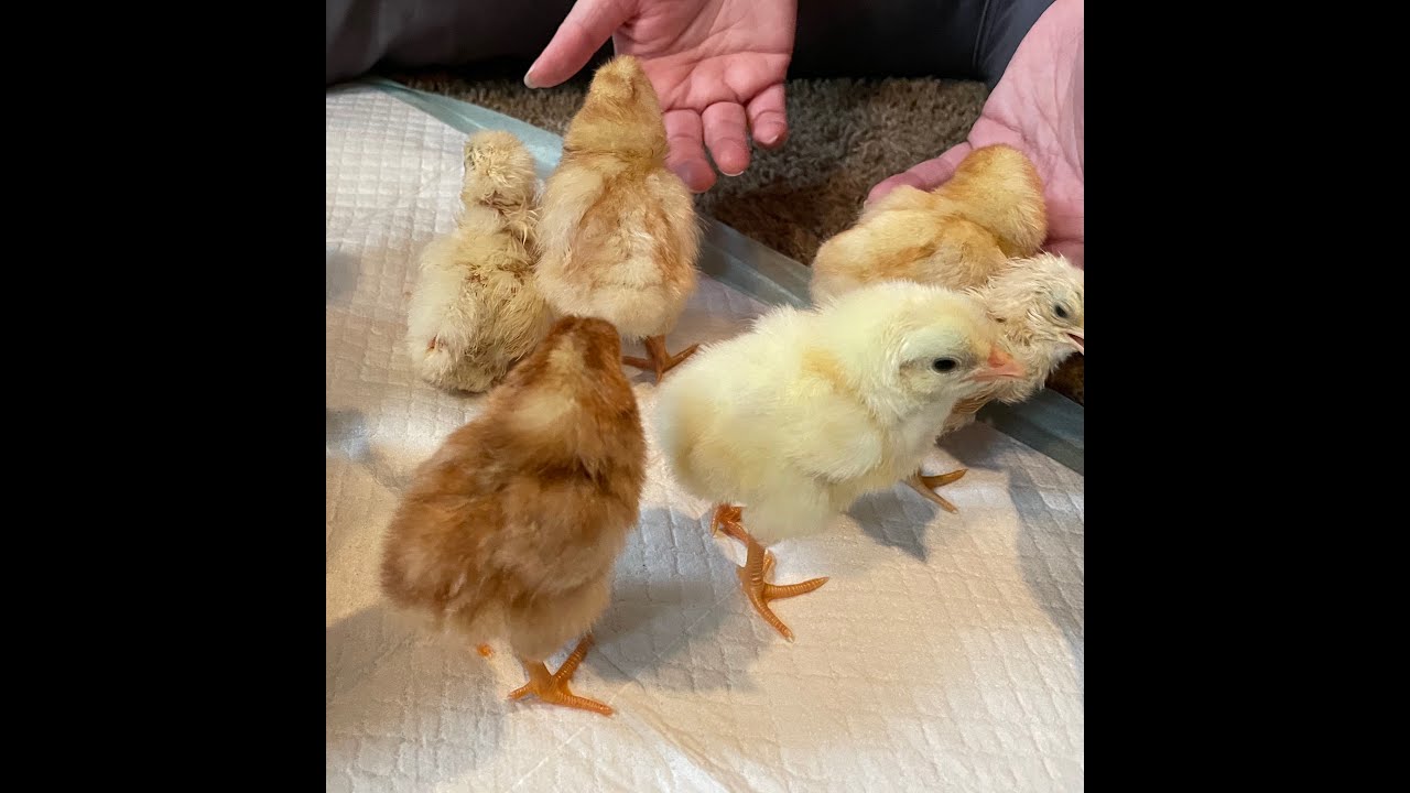 FCPS1 Hatch Cam 2021 - Highlights #FCPS1BabyChicks