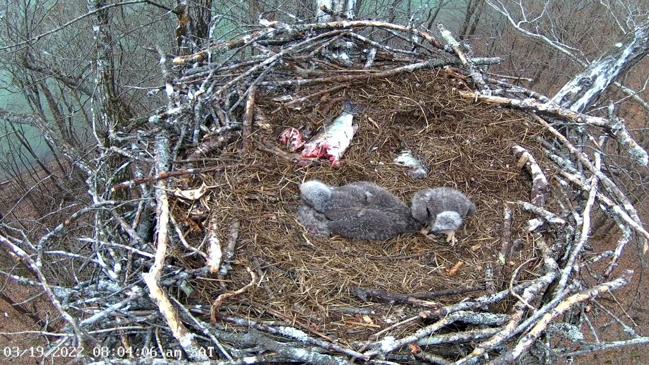 20220319 老二求生並吃飽 Dale Hollow Eagle Cam 白頭海鵰