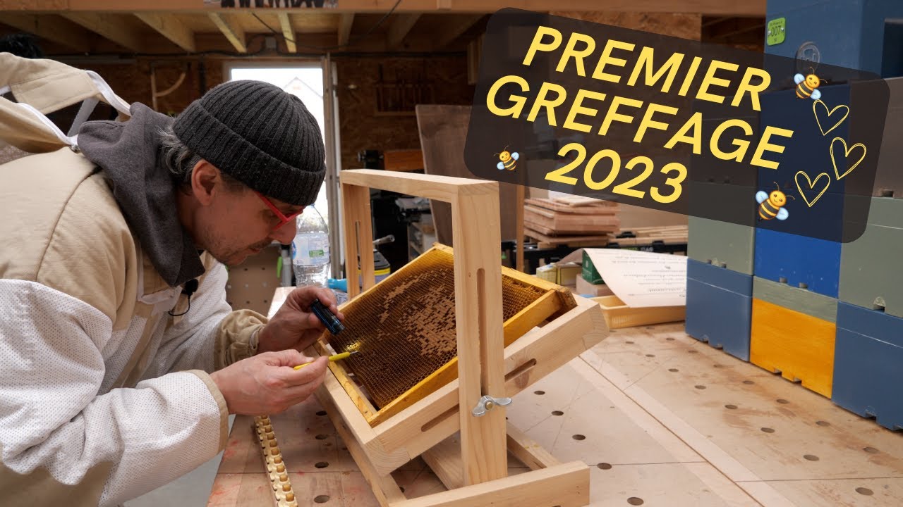 élevage de reine (1er greffage 2023)