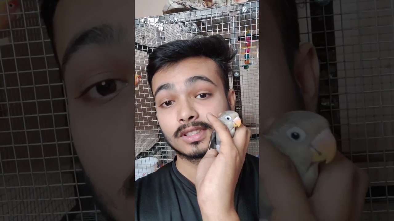 smoky ne aaj dukhi kar diya | Black mask lovebirds #shorts #dailyminivlog #lovebirds