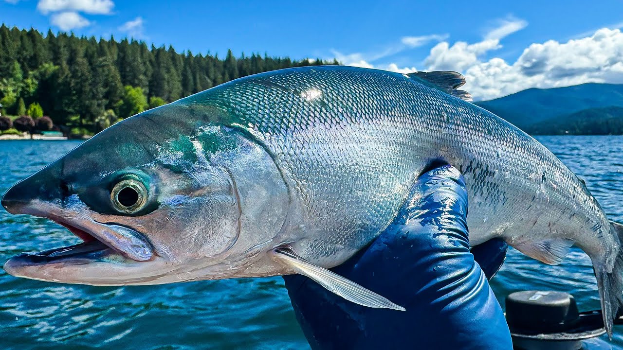 Tips for Catching Massive Kokanee in Late Spring
