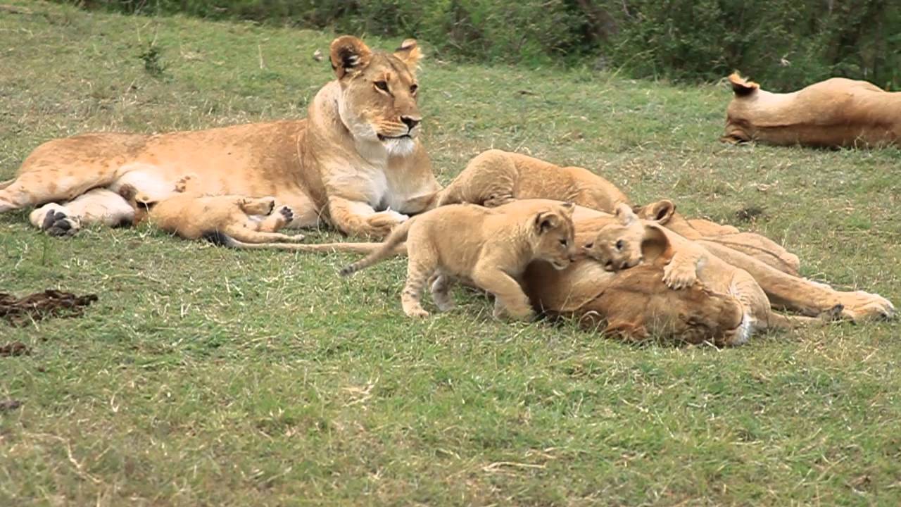 Lions brothers and sisters