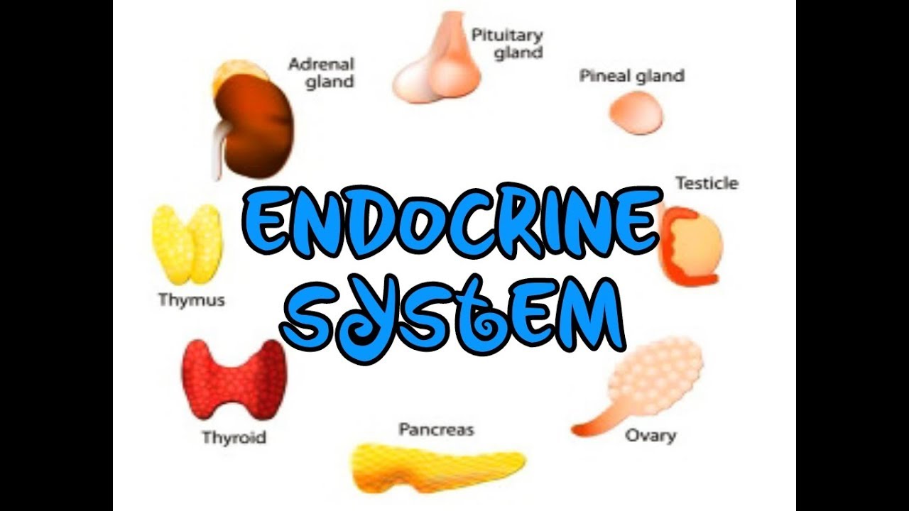 TNPSC- General Science - Endocrine System