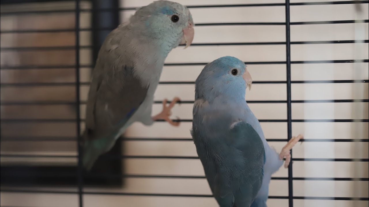 Neues Zuhause für Sperlingspapagein und Zebrafinken 💙🤩